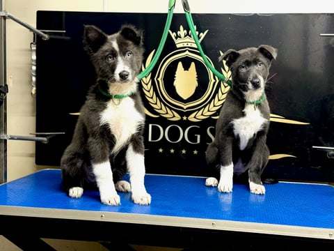 Two black and white dogs sitting on a blue table in front of a Dog Stars logo backdrop