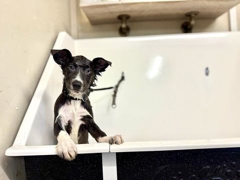 Black and white dog sitting in a bathtub, looking up at the camera with ears perked