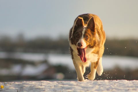 Brown and white dog running through snow with tongue out, snowy landscape and water in blurred background