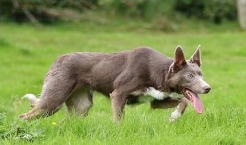 Gray wolf-like dog walking across green grass with tongue out
