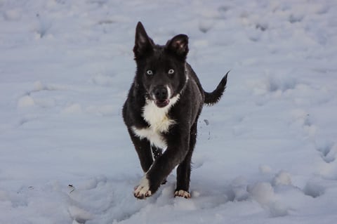 Black and white dog walking through deep snow, looking directly at camera with alert expression