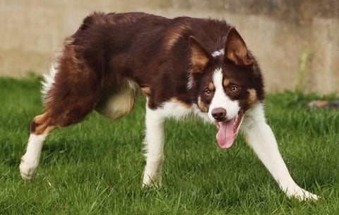 Brown and white dog stretching on grass with tongue out, looking at camera