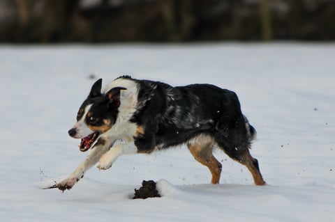 Gyp - Black, White and Tan Border Collie