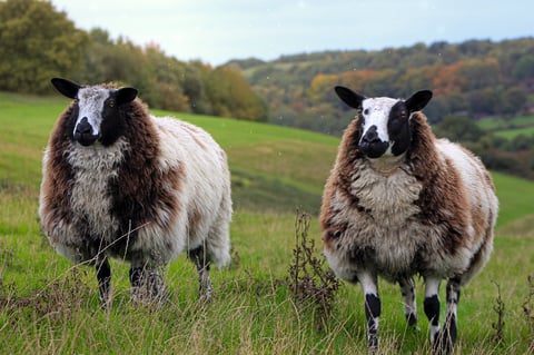 Two brown and white sheep standing in a green pasture with forested hills in the background