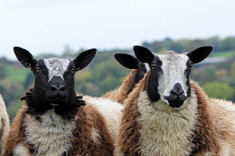 Two goats with dark faces and multi-colored fleece looking directly at the camera in a pastoral setting