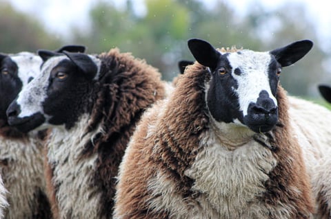 Three sheep looking at camera, with brown and white woolly coats and black faces, standing outdoors with blurred green background