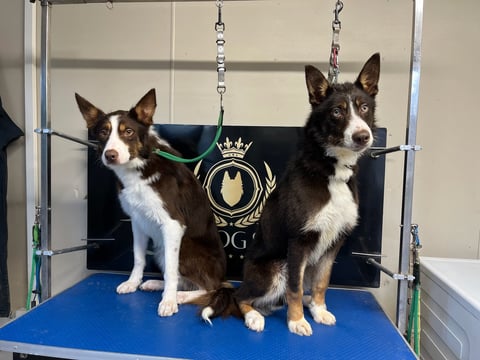 Two brown and white corgi dogs sitting on blue grooming table with chain restraints and decorative backdrop behind them