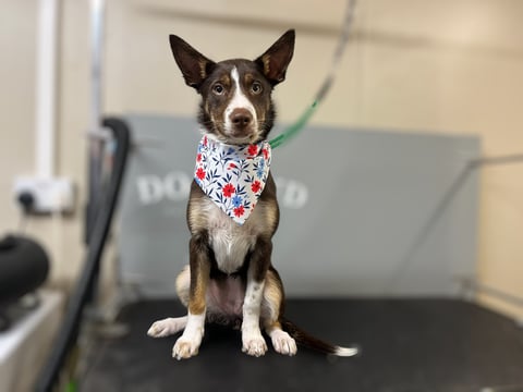 Brown and white dog wearing a colorful bandana, sitting on a grooming table and looking at the camera