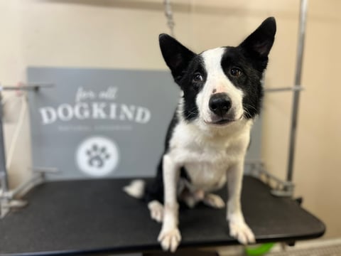 Black and white dog sitting on a table with a DogKind sign in the background