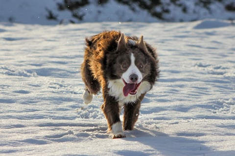 Brown and white dog walking through deep snow with mouth open, snowy forest in background