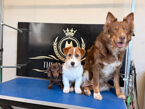 Three dogs of different sizes posed together on a blue grooming table in front of a black royal-themed banner