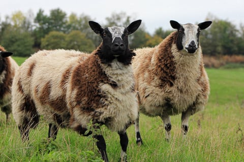 Two brown and white goats standing in a grassy field facing the camera