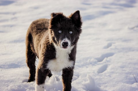 Black and white husky dog standing in deep snow with alert expression