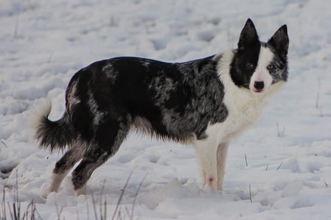 Black and white dog standing in snow, looking at camera