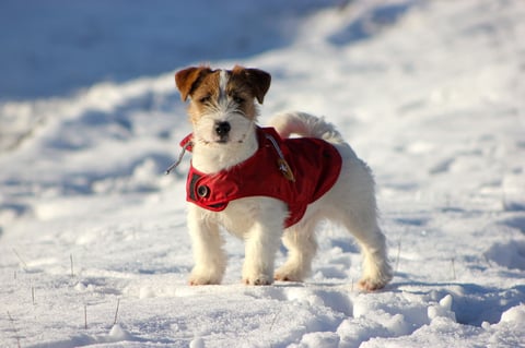 Small brown and white dog wearing a red jacket standing in snow