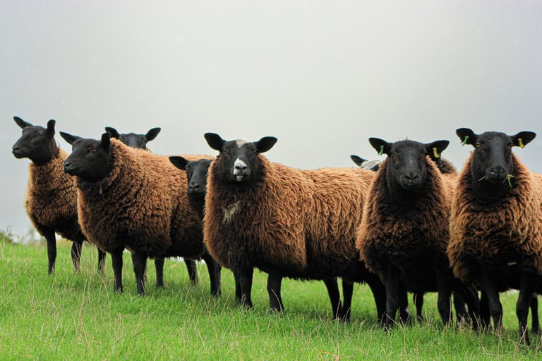 Group of black and brown woolly sheep standing in a green pasture field