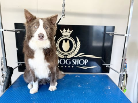 Brown and white border collie sitting on blue mat in dog grooming salon