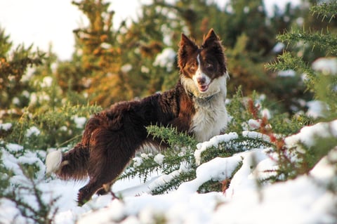 Brown and white dog standing on snowy evergreen branches with forest background