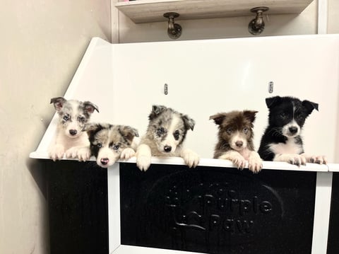 Five dogs peeking over the edge of a black and white utility sink