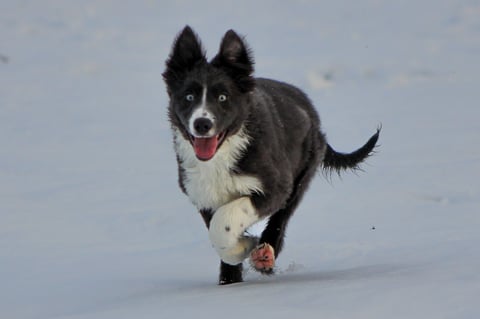Black and white dog with tongue out running through snow toward camera