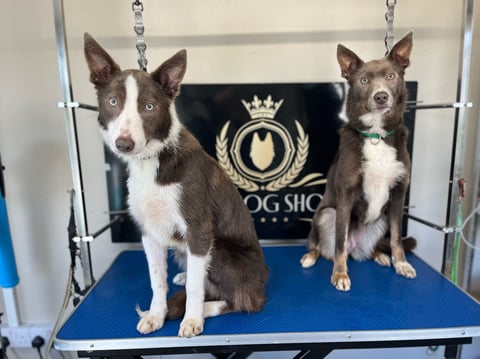 Two brown and white Corgi dogs standing on a blue grooming table with a logo backdrop