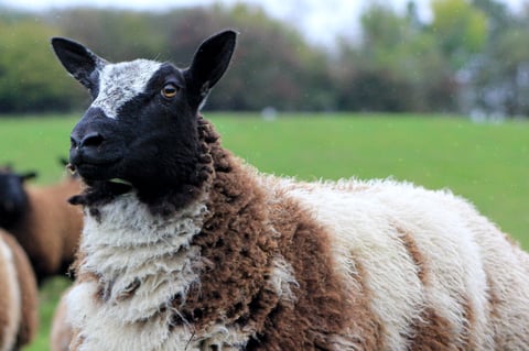 Close-up of a brown and white sheep standing in a pasture with green fields in the background
